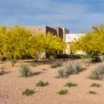 Custom front yard design with organized planting and trees.