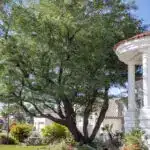 Front yard design with large Ironwood tree