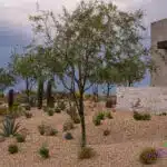 Custom front yard design with privacy wall, organized planting and trees.